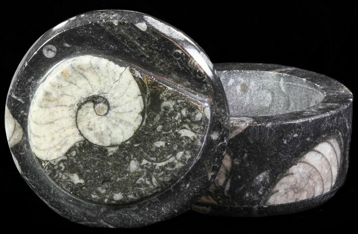 Small Fossil Goniatite Jar (Black) - Stoneware #66582